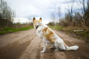 Holistic end-of-life care for pets
