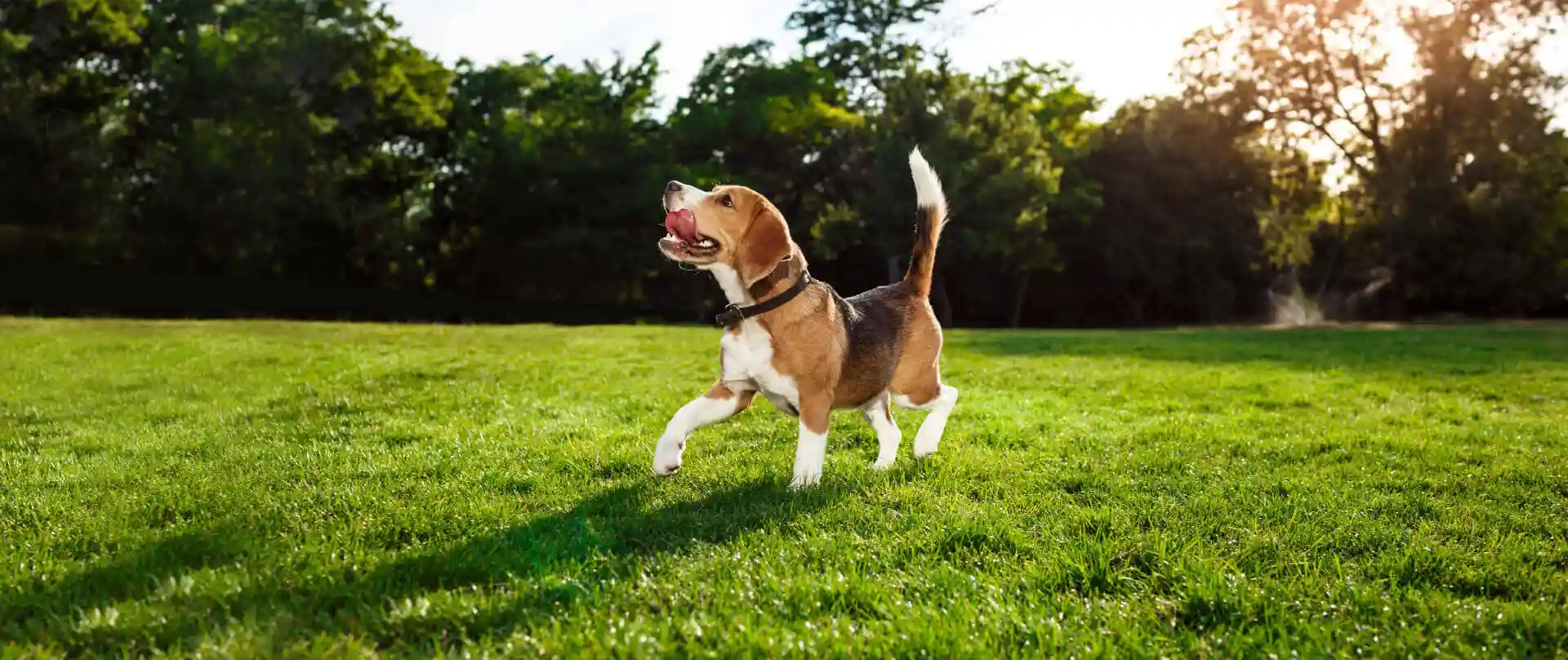 How Holistic End-of-Life Care for Pets Reflects the Humanitarian Principles of Compassion